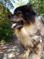 filou (46)